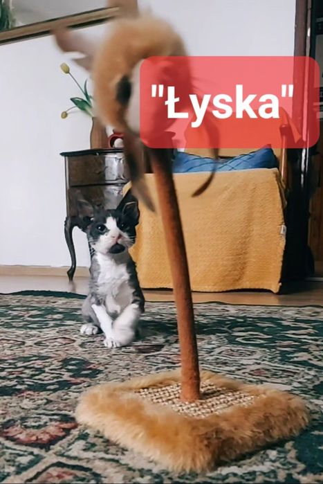 Kotki szukają domu
