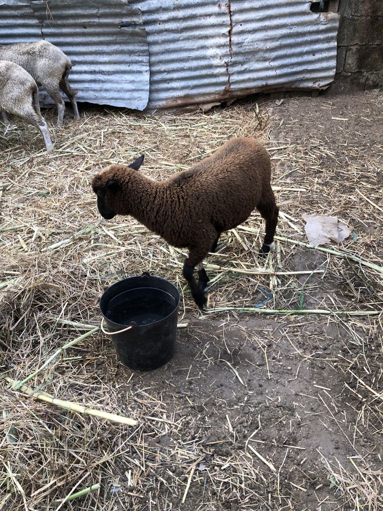Vendo borrego novo