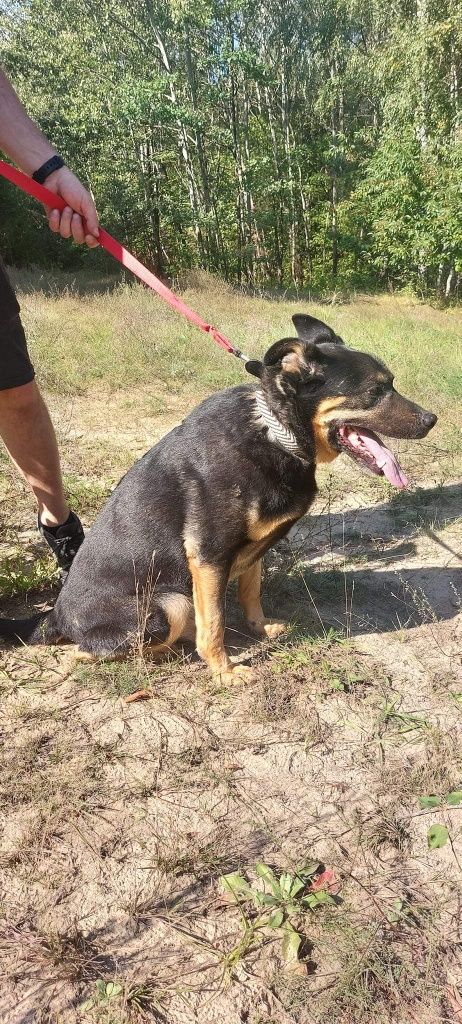 Pokochaj i adoptuj seniorka Tolka!