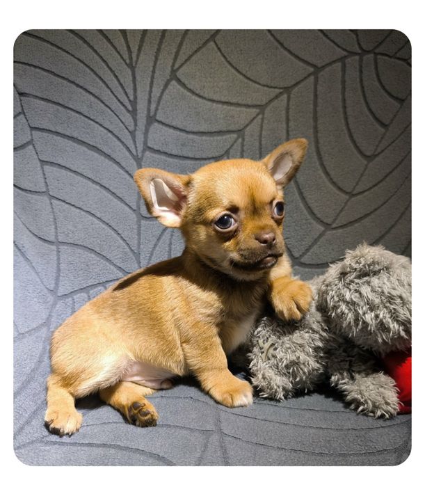 Стандартний риже/шоколадний хлопчик.