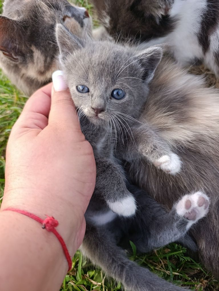 Котики в добрі руки!!!