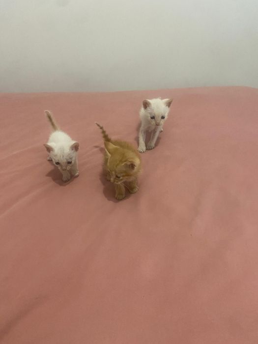 Dou gatinhos bebés
