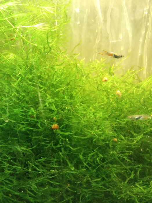 Аквариумные растения мох яванский