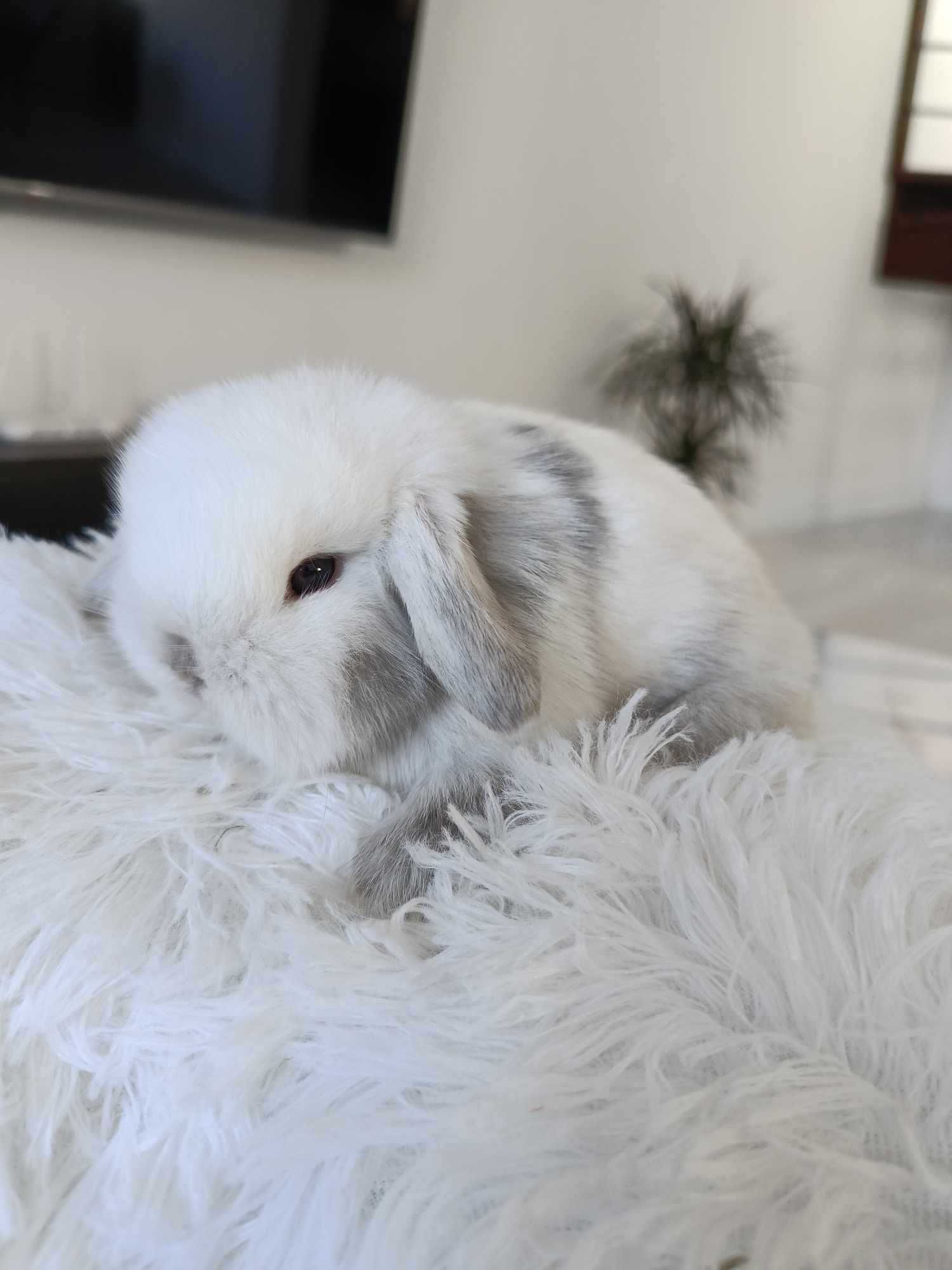Mini lop karzełek Teddy hodowla zarejestrowana