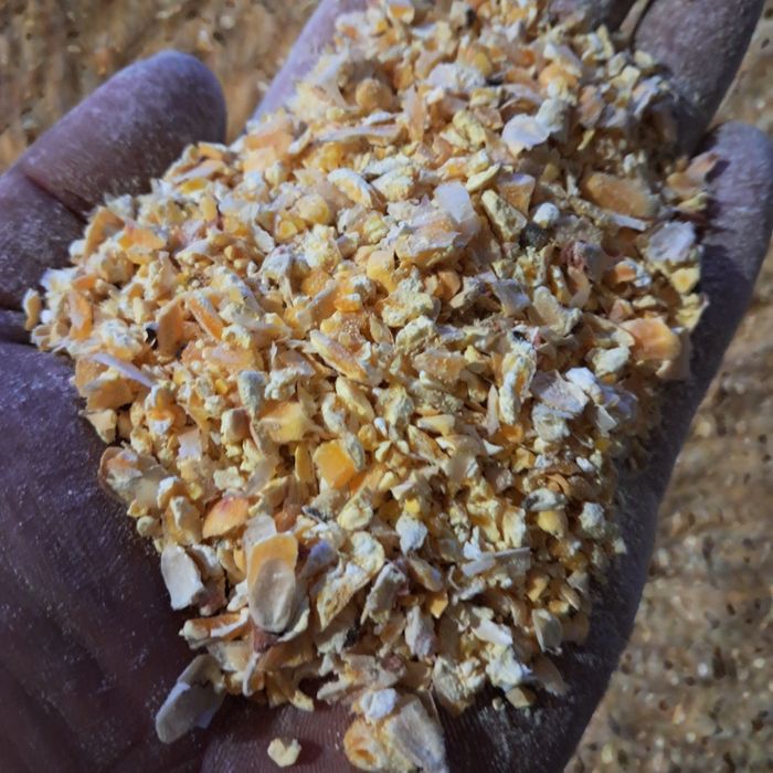 Kukurydza sucha cale ziarno gnieciona mielona ccm