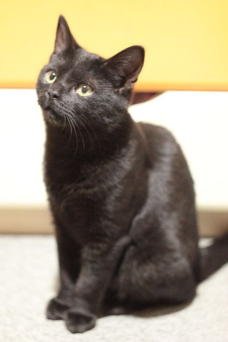 Котенок в поисках семьи