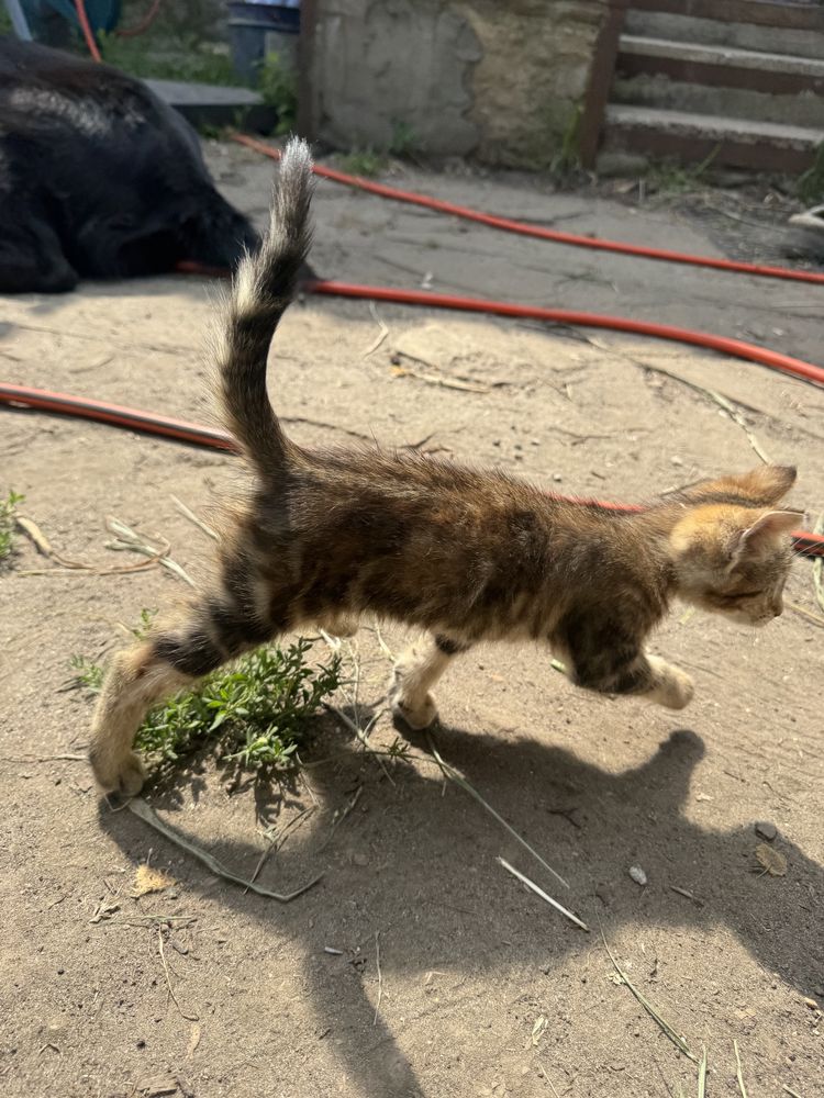 Кошечка ищет новый дом