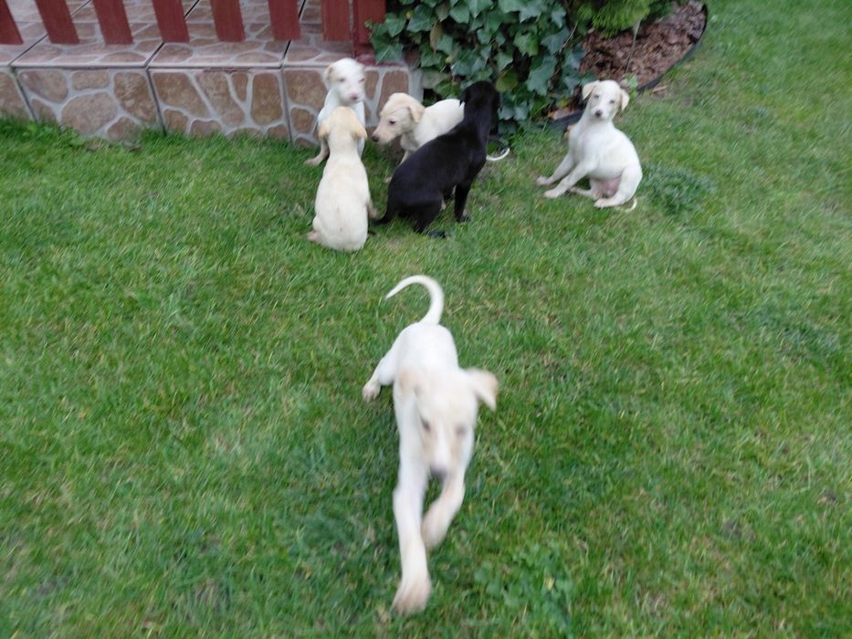 Szczeniaki w typie charta