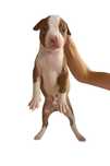 Crias pitbull 1mes e 1 semana