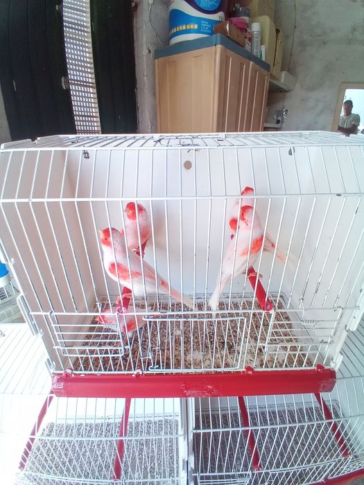 Cedem-se canários