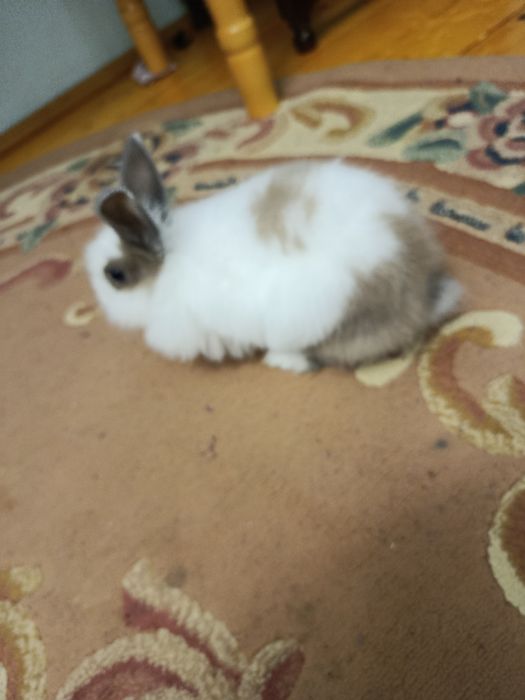 Срочно!Продам кролика с клеткой !