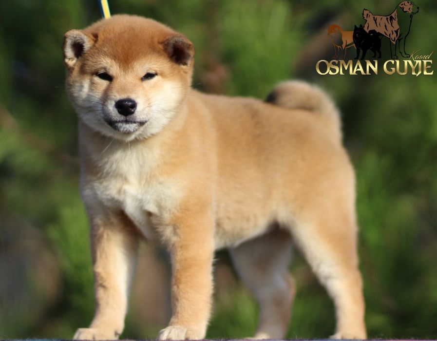 Шикарна дівчинка Шиба іну Сіба іну