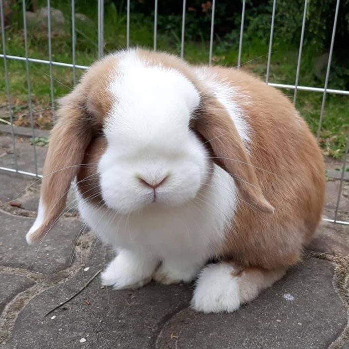 Mini Lop Karzełek Teddy HAPPY TEDDY RADOM