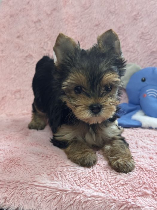 Yorkshire terrier piesek uci