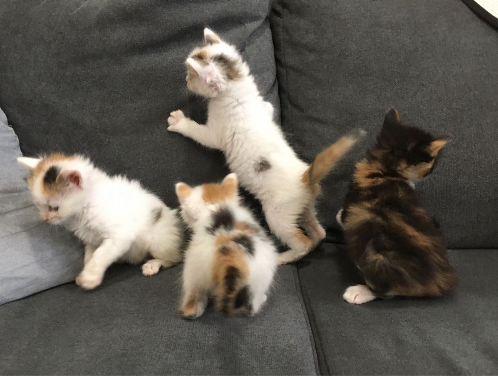 Gatinhos para adoção responsável
