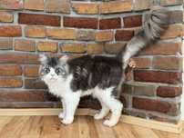 Adopcja kota rasy Maine coon