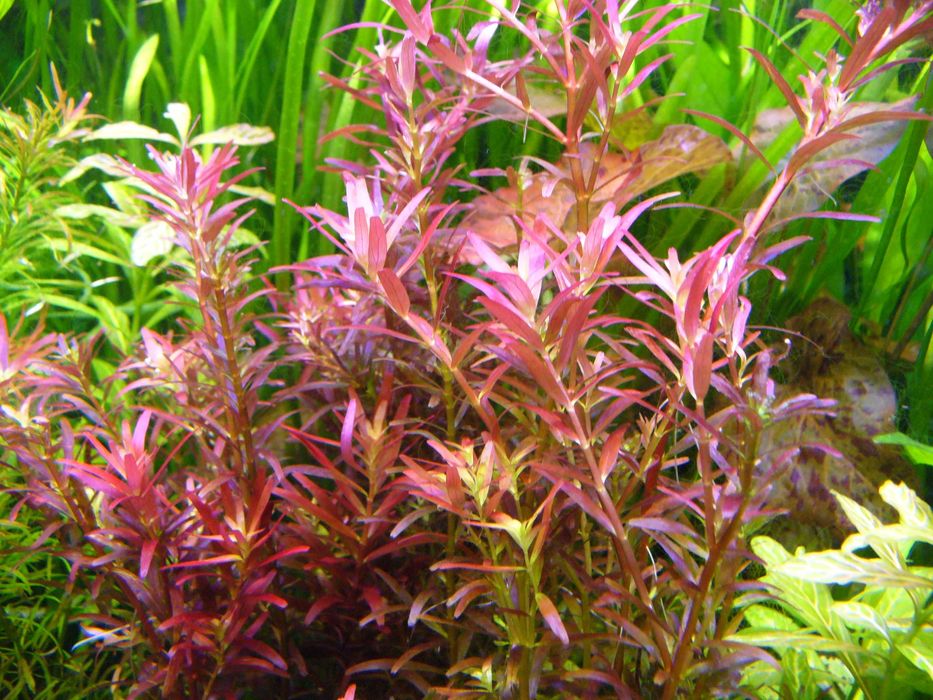 Rotala Blood Red Singapore-zestawy.