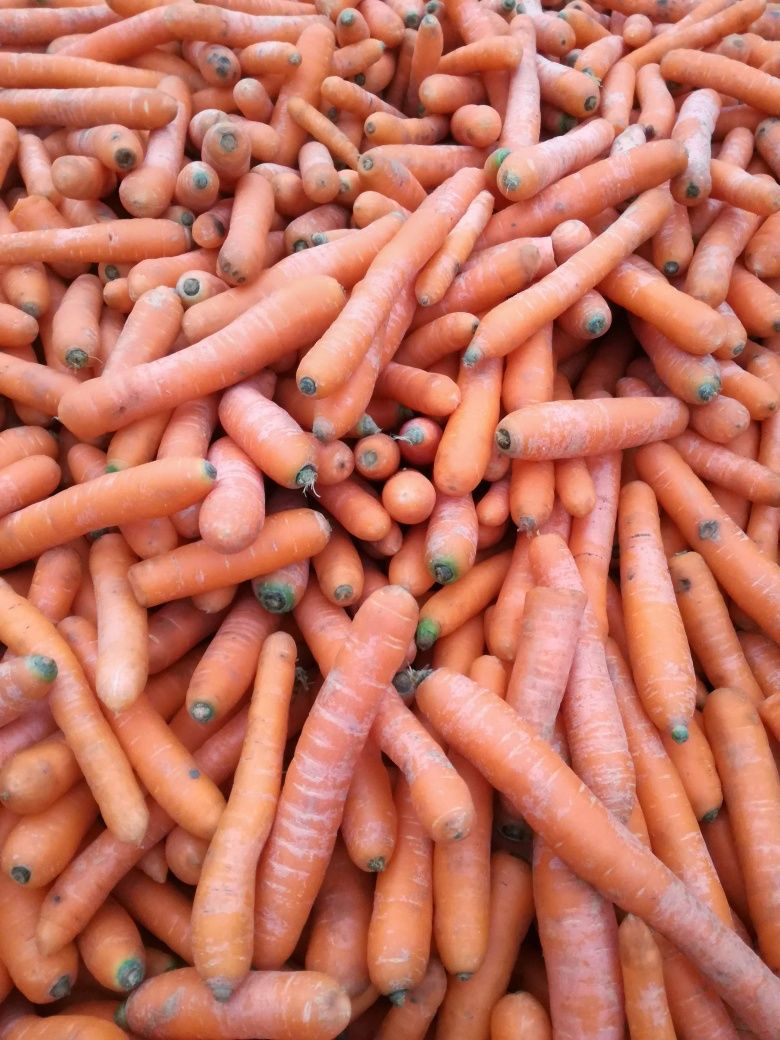 Marchewka 1zł kilogram
