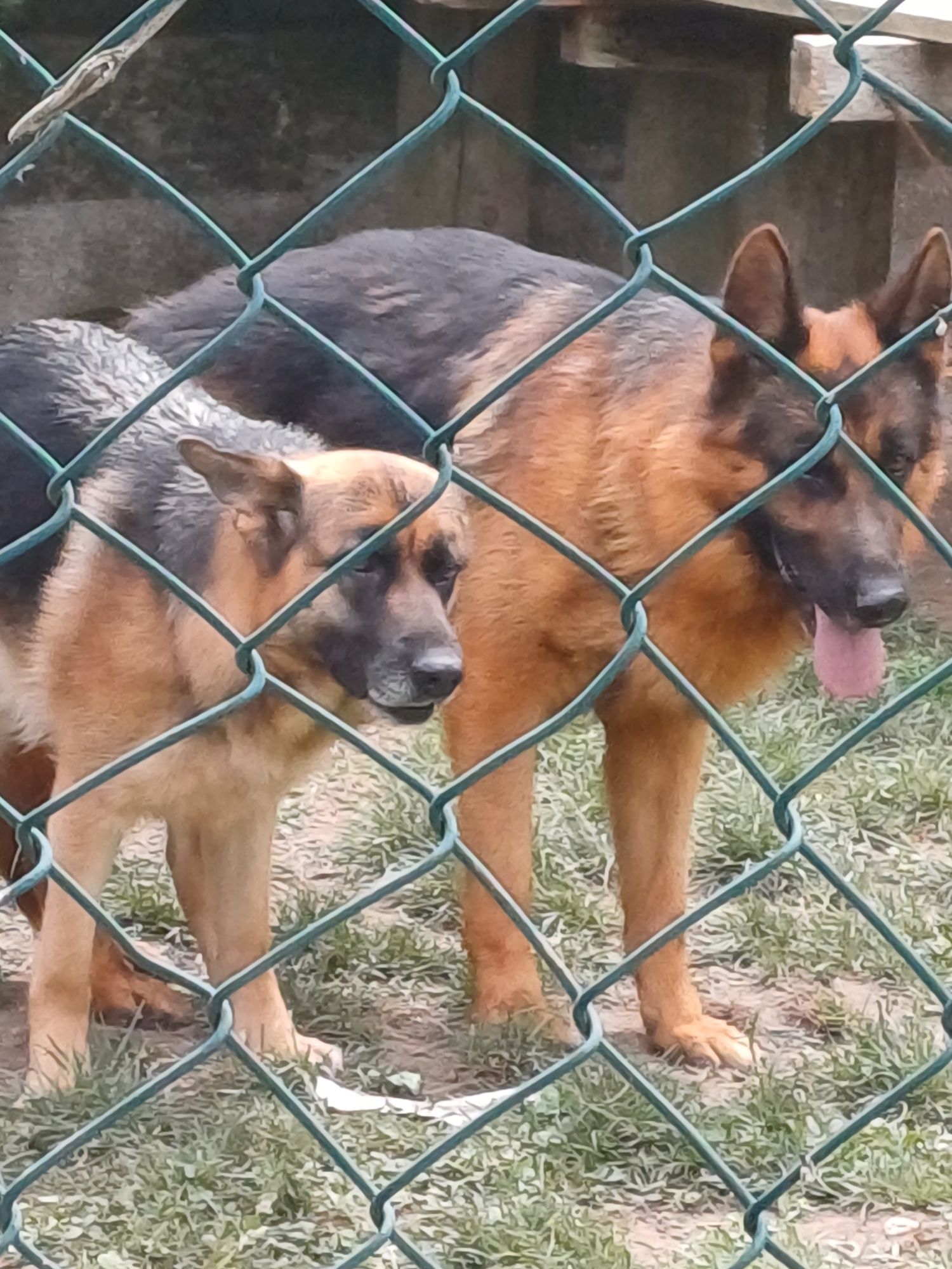 Cachorro Pastor Alemão femea Top,  Canil casa do vergel" com Lop e Afi