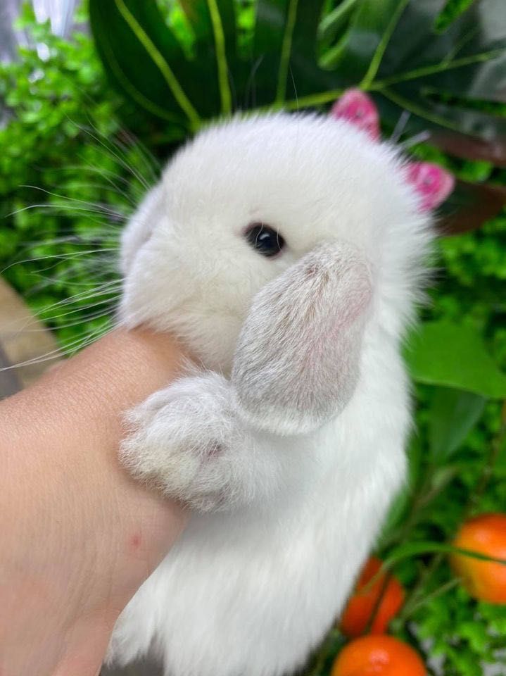 Mini lop zarejestrowana hodowla