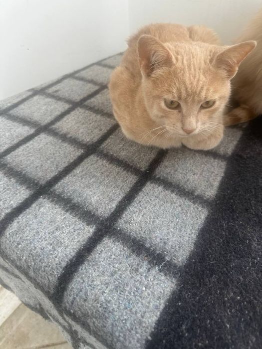 Бесплатно котетки