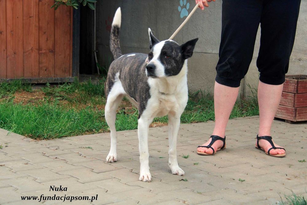 Nuka - suczka w typie amstaffa