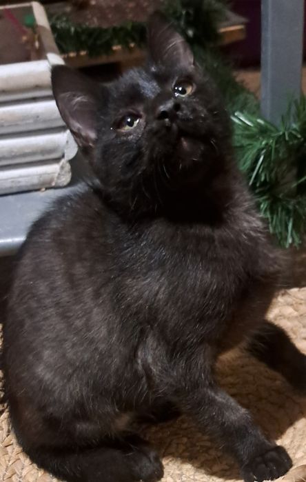 Czaruś poleca się do adopcji