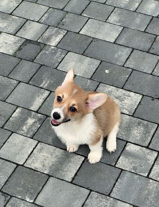 Welsh corgi pembroke FCI