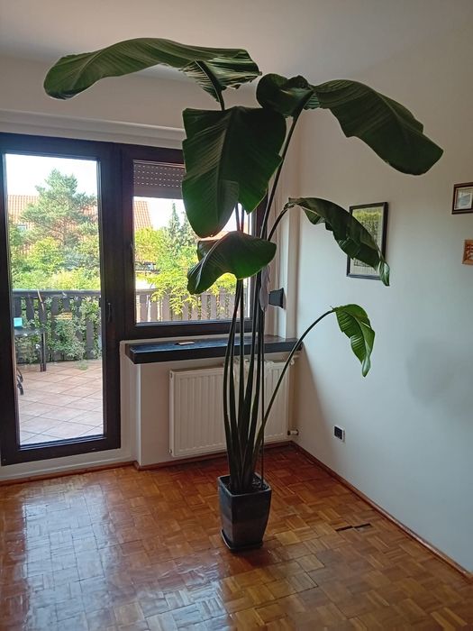 Kwiat Strelitzia biała, nicolai