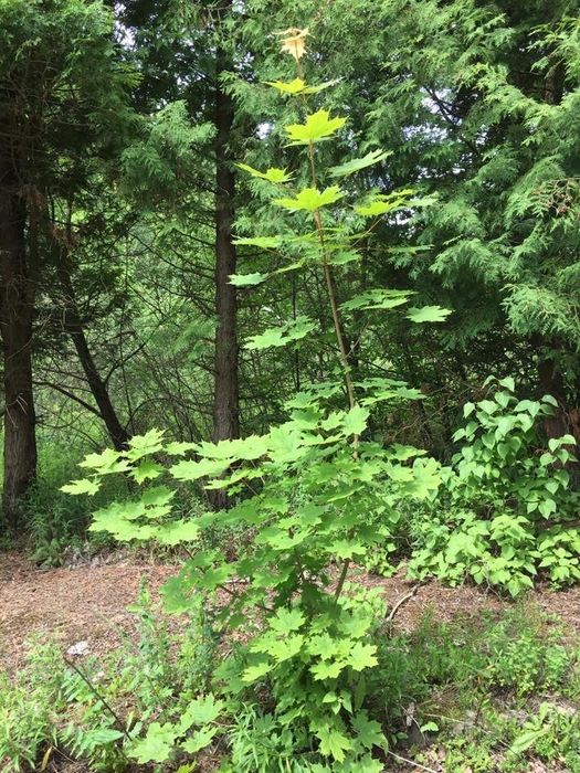 Земельна ділянка 10 сотих в Миколаєві. Готовий працювати з рієлтером