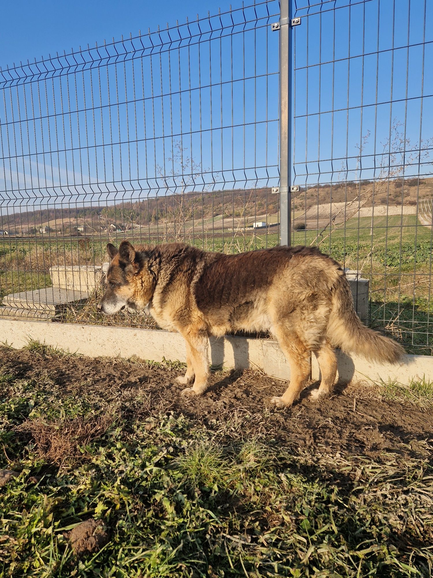 Dostojny starszy HOSSE - pies w typie owczarka adopcja
