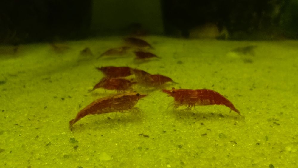 Креветки неокарідіни(20 штук)