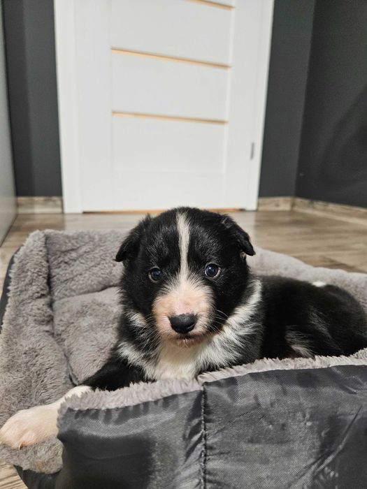 Piesek Border Collie