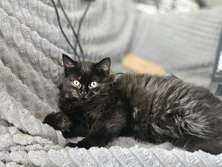 Besia - kotka brytyjska długowłosa