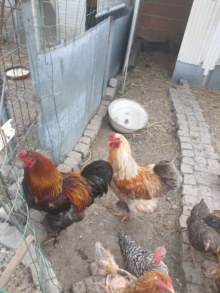 Galos e galinhas brahma, ovos férteis também