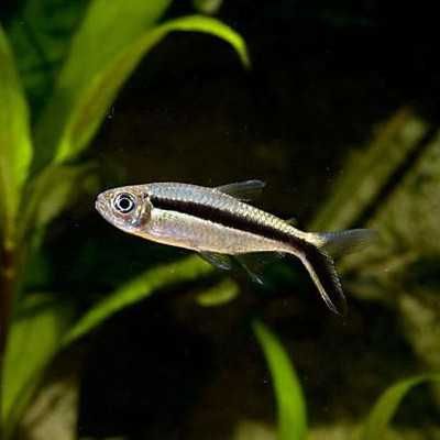 Peixes variados tropicais