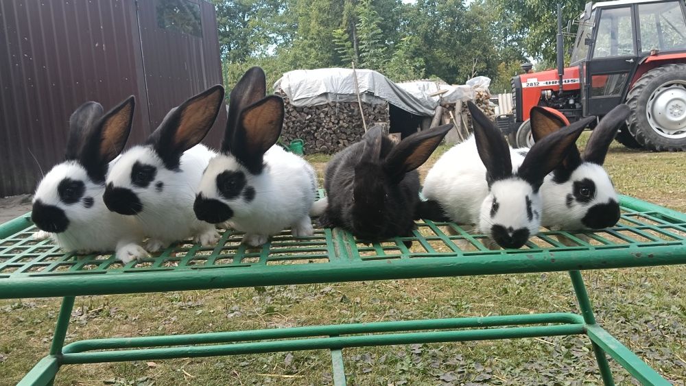 Sprzedam króliki OSC