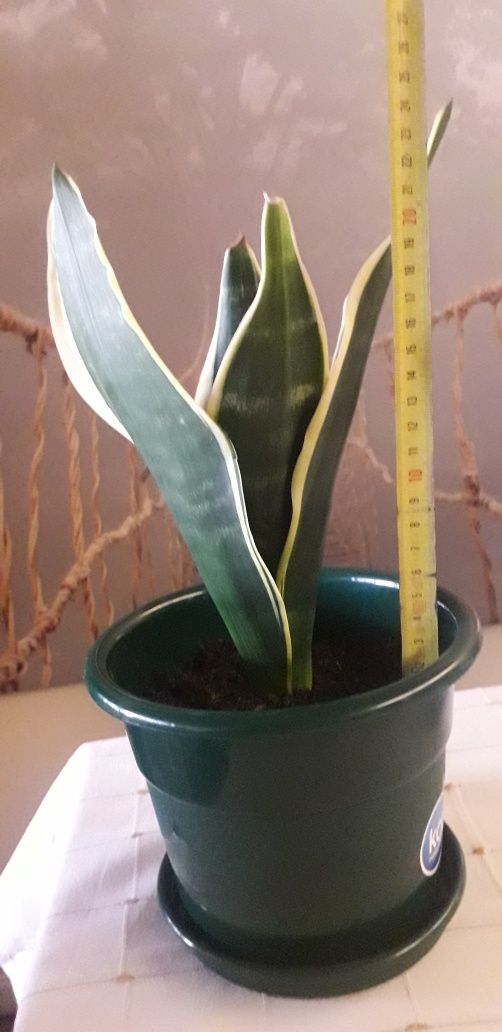 Planta espada de Santa Bárbara