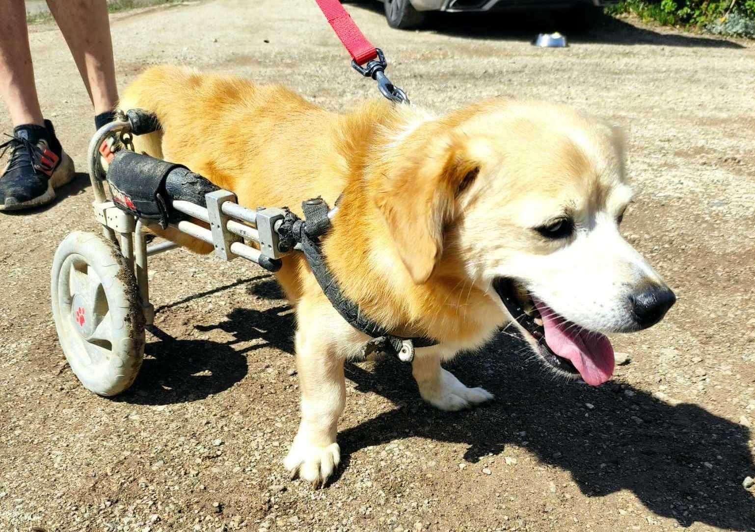 Chris - cão pequeno para adoção