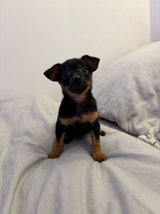 Pinczer miniaturowy IRSO