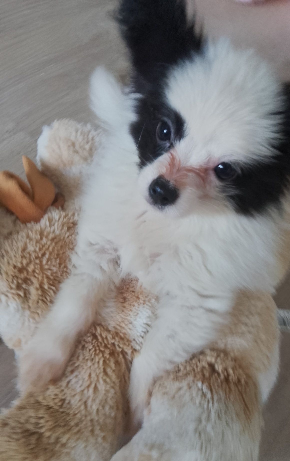 Papillon piesek gotowy do odbioru