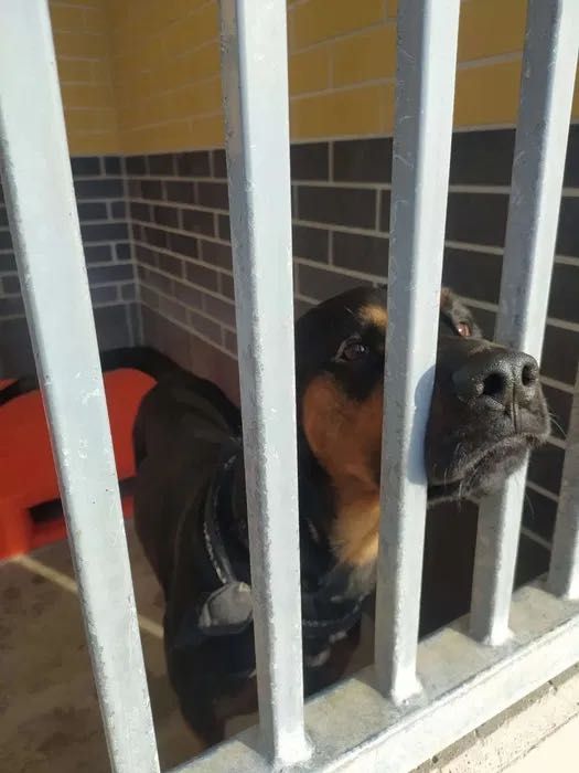 Michael w typie gończy polski do adopcji