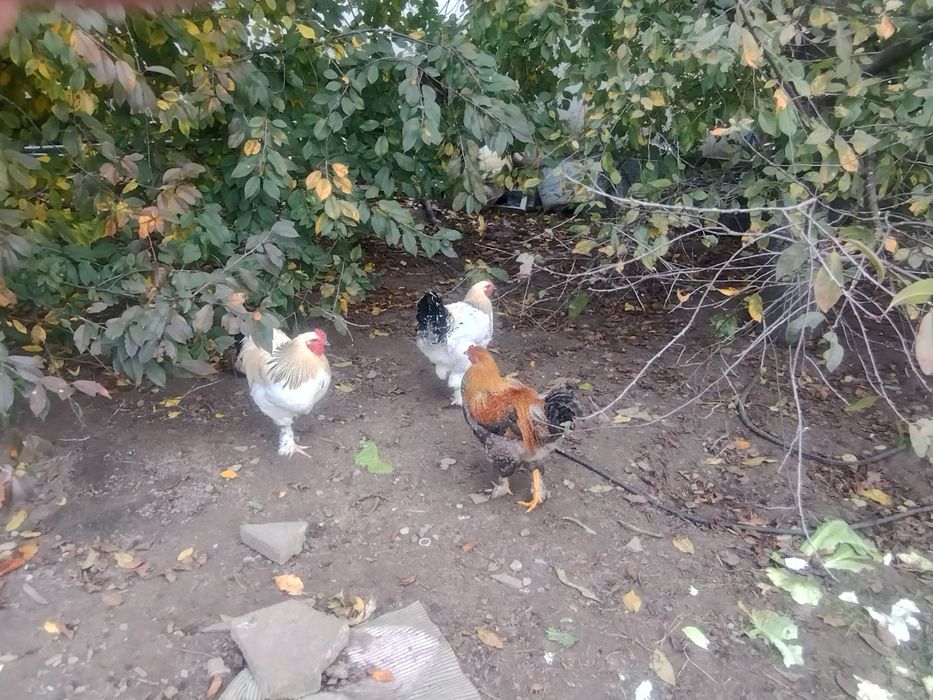 Koguty pół rocznie dwie rasy.