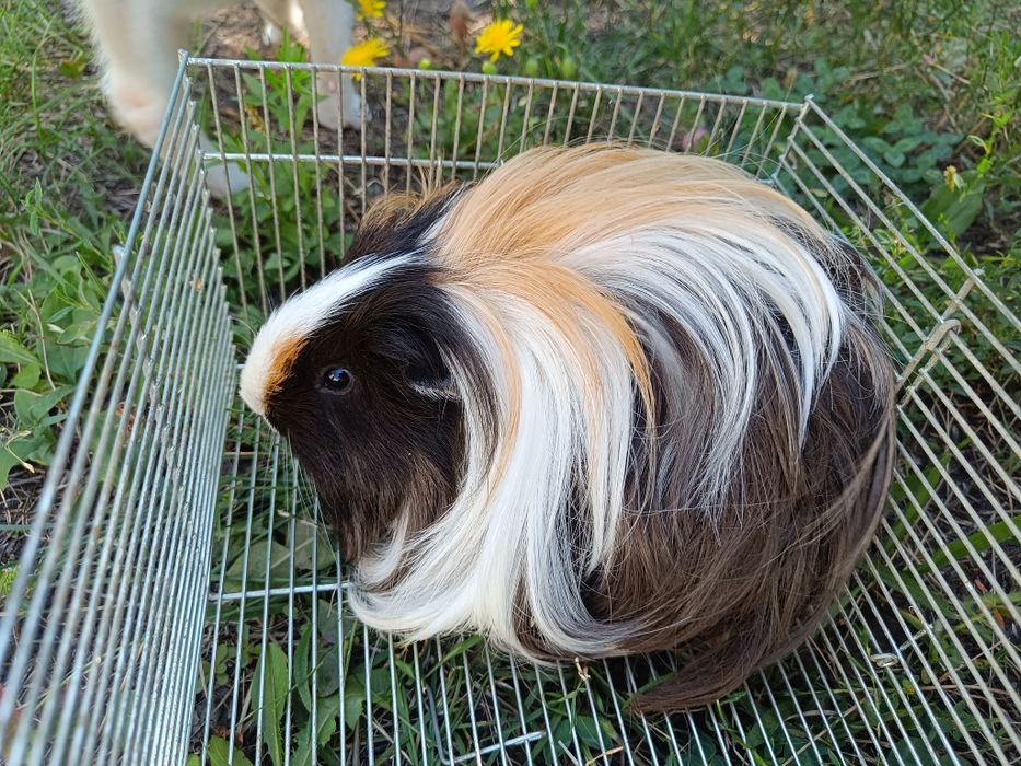 Грызун свинка длинношерстный