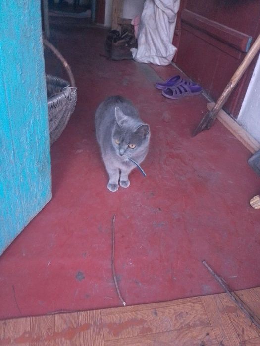 Віддам котиків в добрі руки