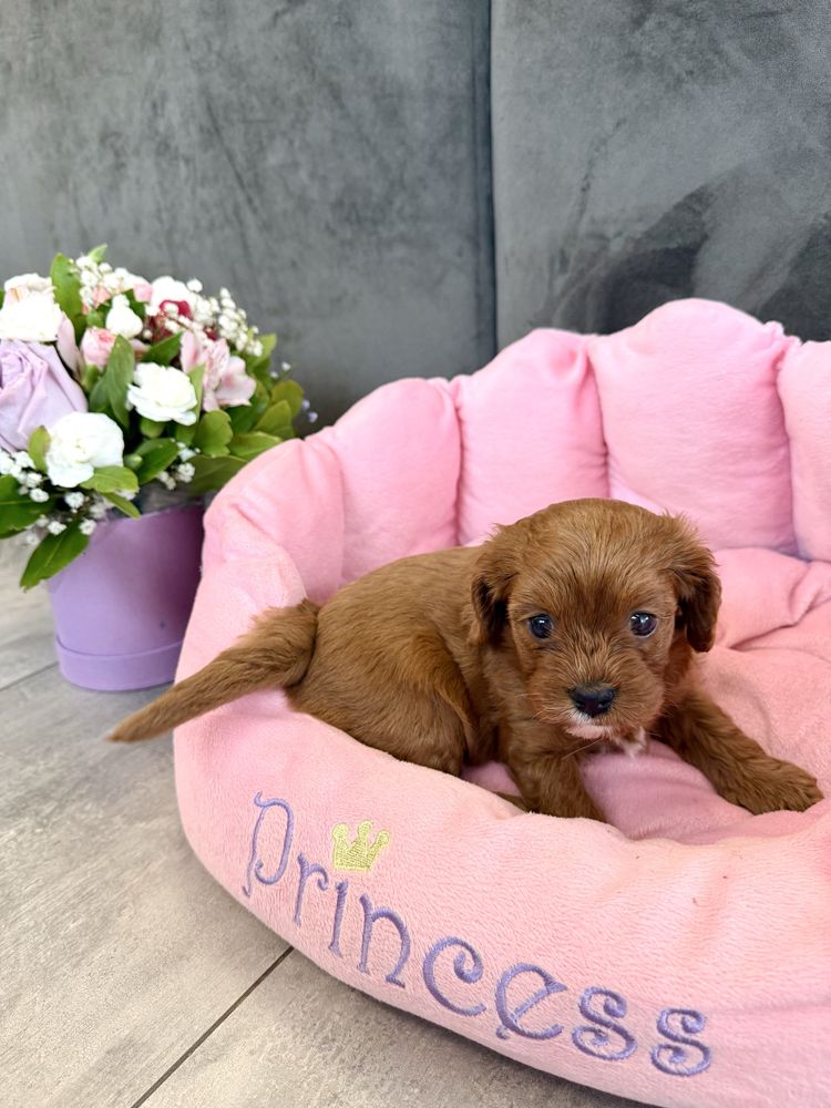 Cavapoo - cavalier & pudel suczka gotowa do odbioru