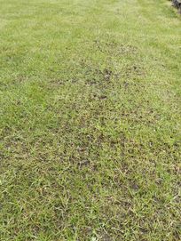 Zakładanie trawników niwelacja terenu, koszenie, wertykulacja