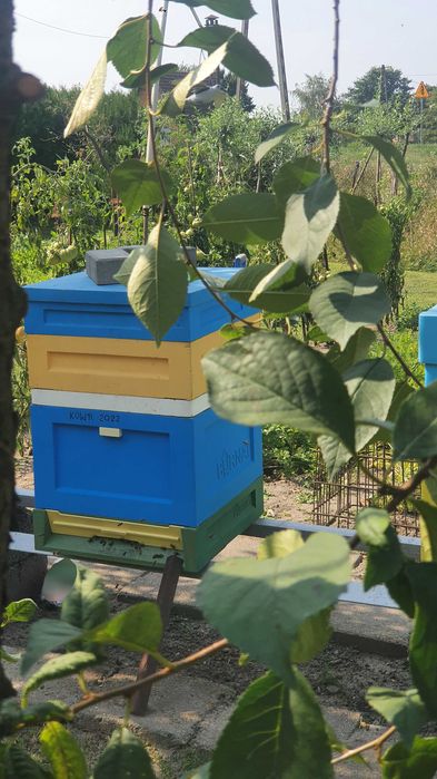 Miód rzepakowy 0,815l ze zbiorów 2025 6 SŁOIKÓW 100 zł kg ok 16,5 zł