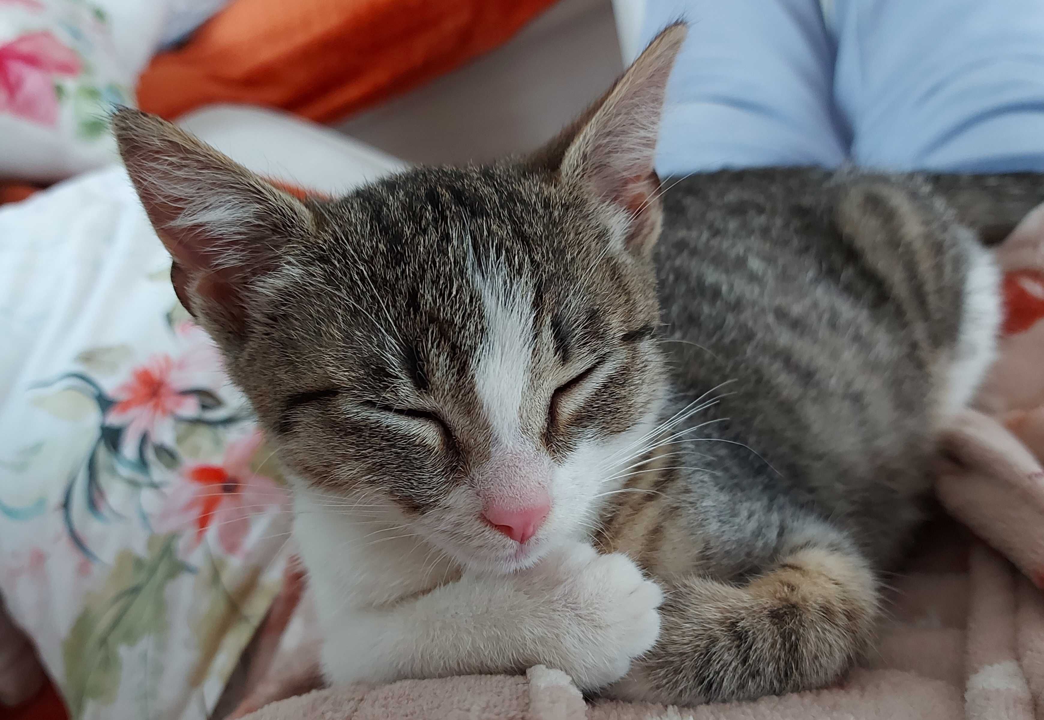 Malutka drobna kotka do adopcji.