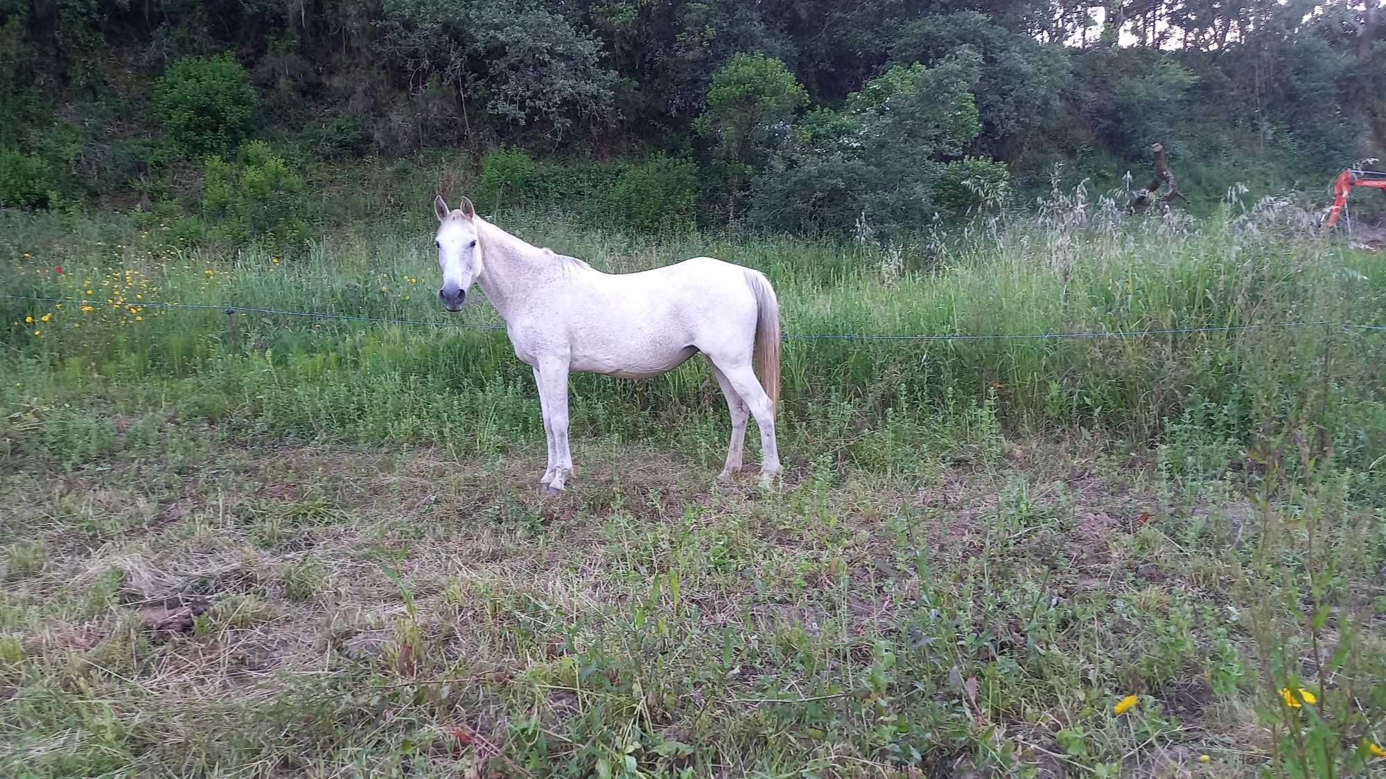 Égua montada mansa